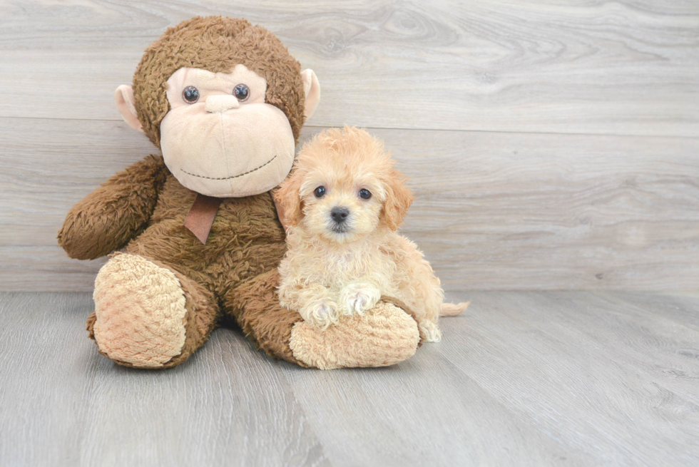 Fluffy Maltipoo Poodle Mix Pup