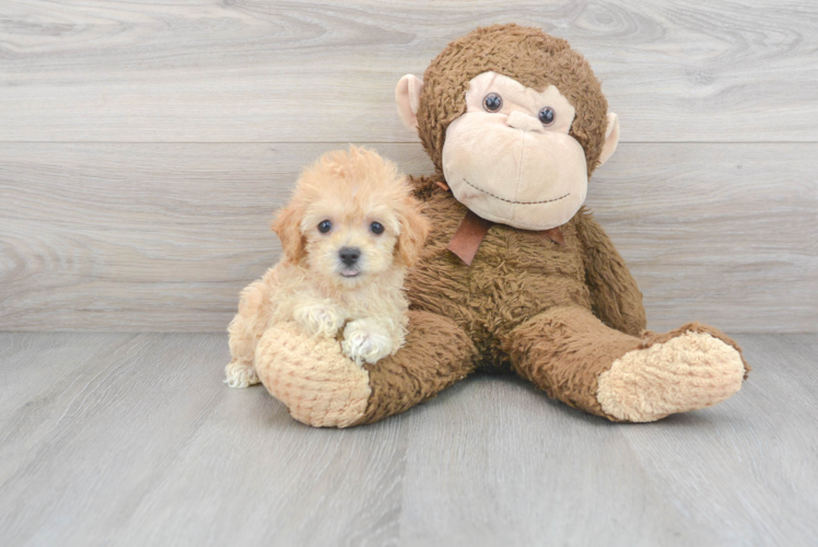 Petite Maltipoo Poodle Mix Pup