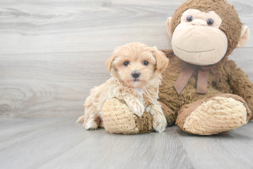 Petite Maltipoo Poodle Mix Pup