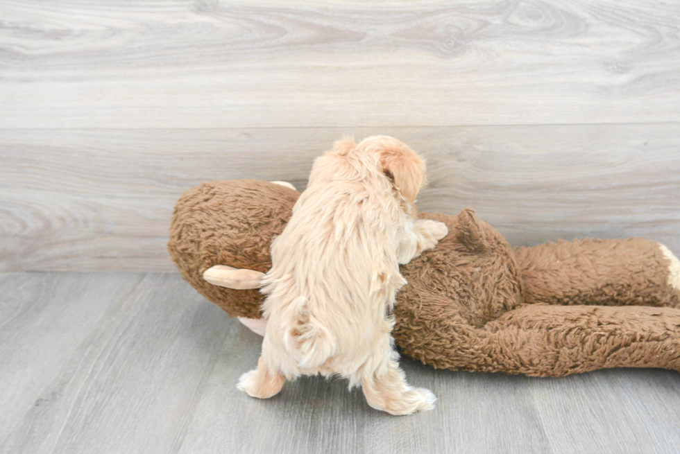 Smart Maltipoo Poodle Mix Pup