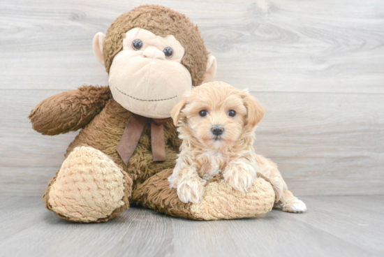 Best Maltipoo Baby