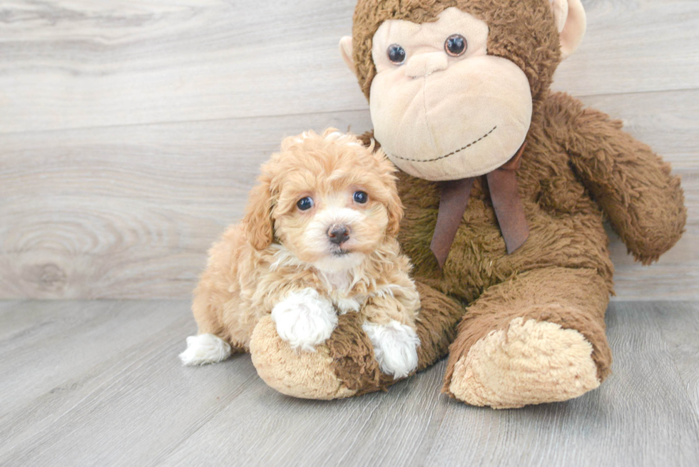 Maltipoo Pup Being Cute