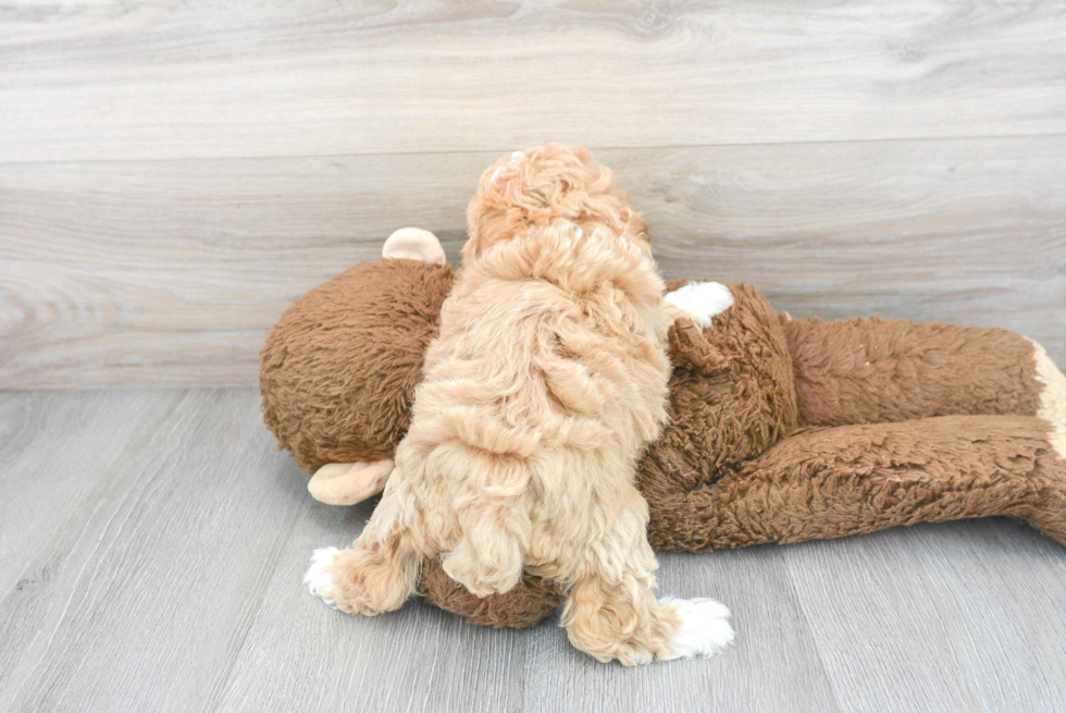 Maltipoo Pup Being Cute