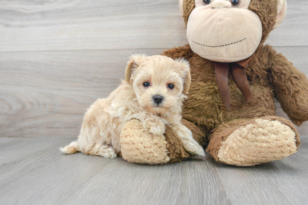 Energetic Maltepoo Poodle Mix Puppy