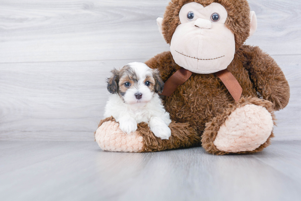 Cute Maltipoo Baby