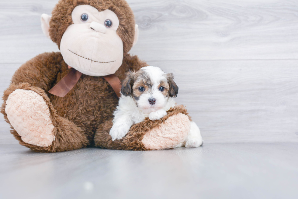 Maltipoo Pup Being Cute