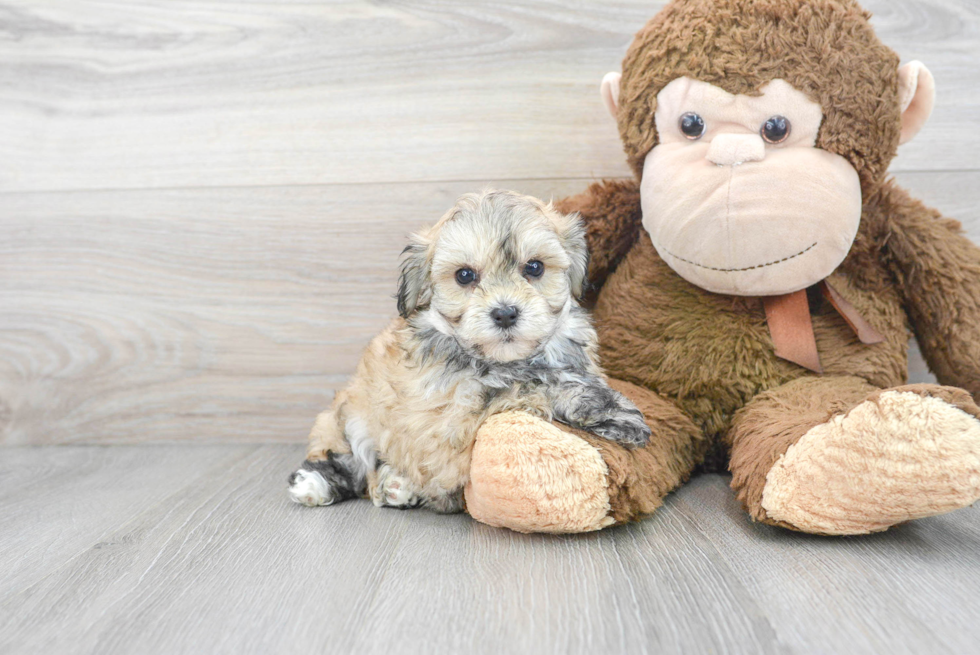 Maltipoo Pup Being Cute