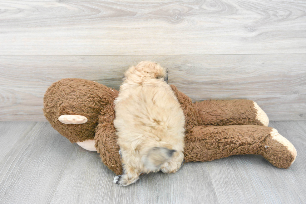 Happy Maltipoo Baby