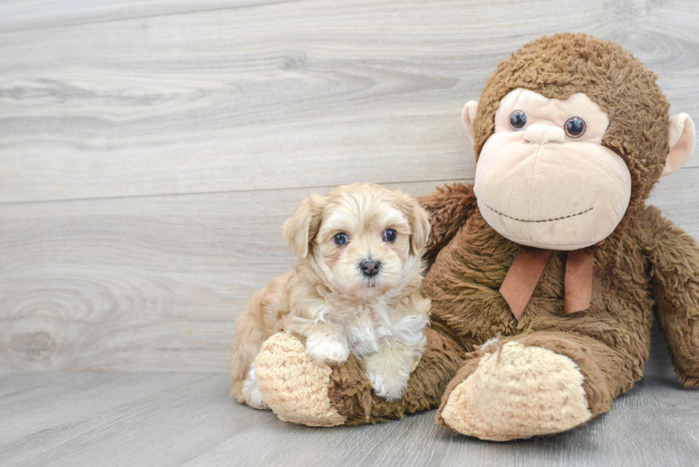 Sweet Maltipoo Baby