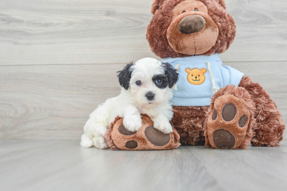 Popular Maltipoo Poodle Mix Pup