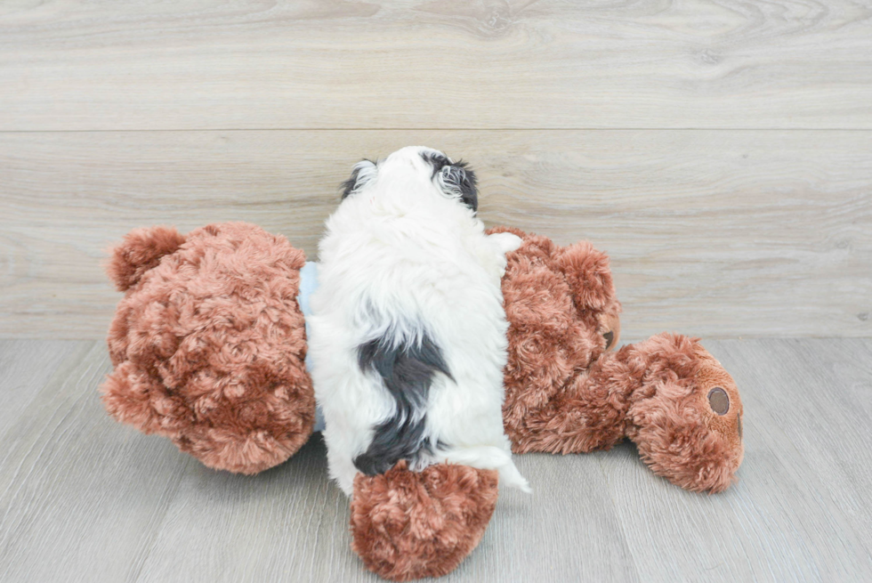 Maltipoo Pup Being Cute