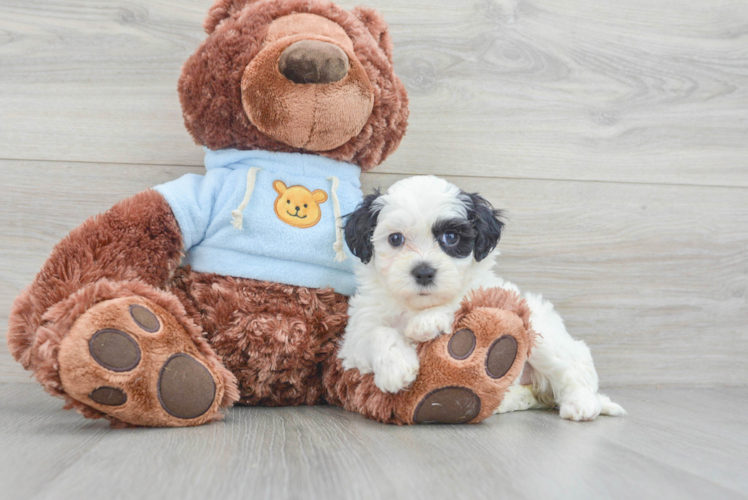 Playful Maltese Poodle Poodle Mix Puppy