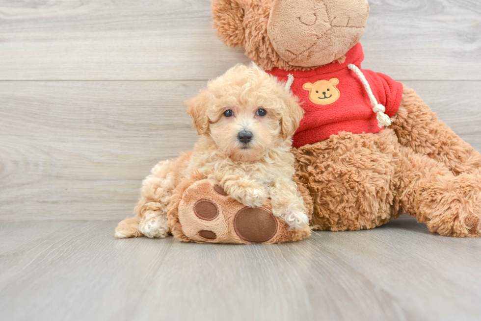 Petite Maltipoo Poodle Mix Pup