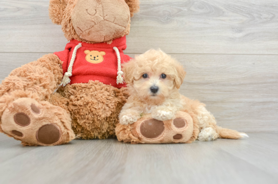 Playful Malt Oodle Poodle Mix Puppy