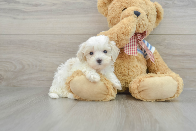 Energetic Moodle Poodle Mix Puppy