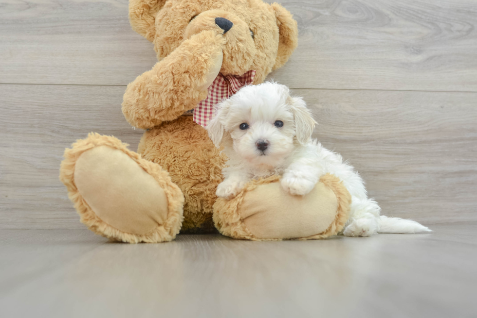 Best Maltipoo Baby