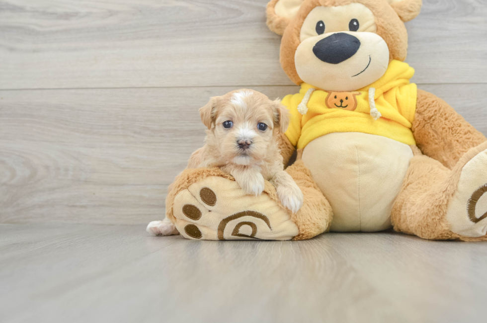 7 week old Maltipoo Puppy For Sale - Premier Pups