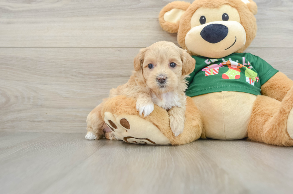 5 week old Maltipoo Puppy For Sale - Premier Pups