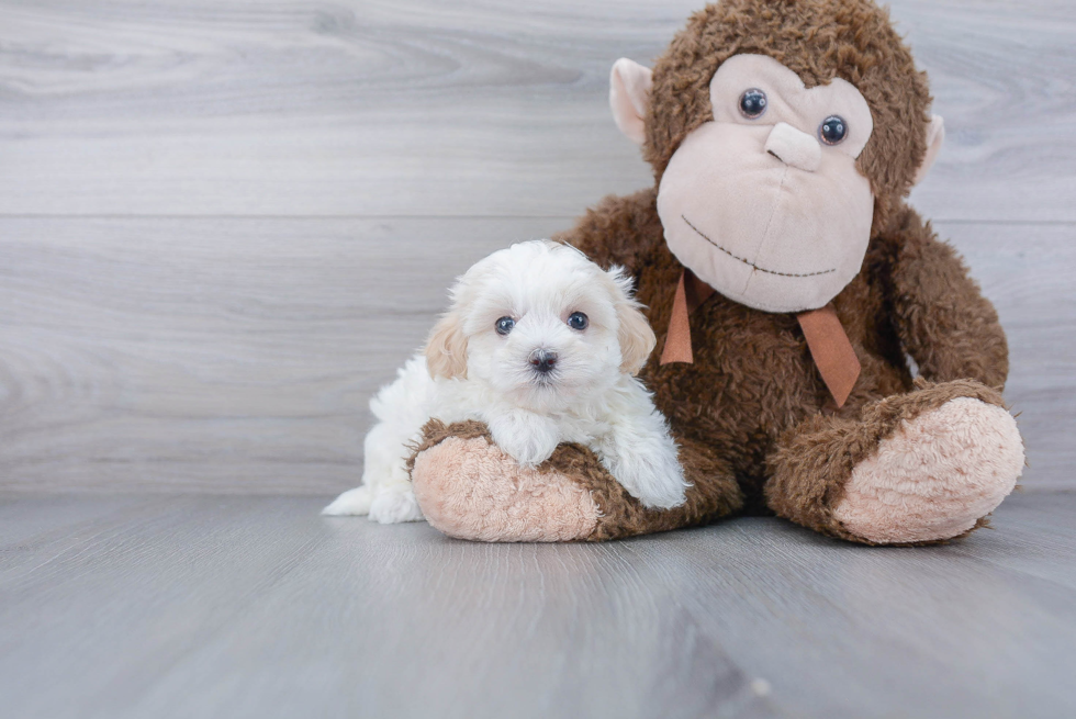 Maltipoo Pup Being Cute