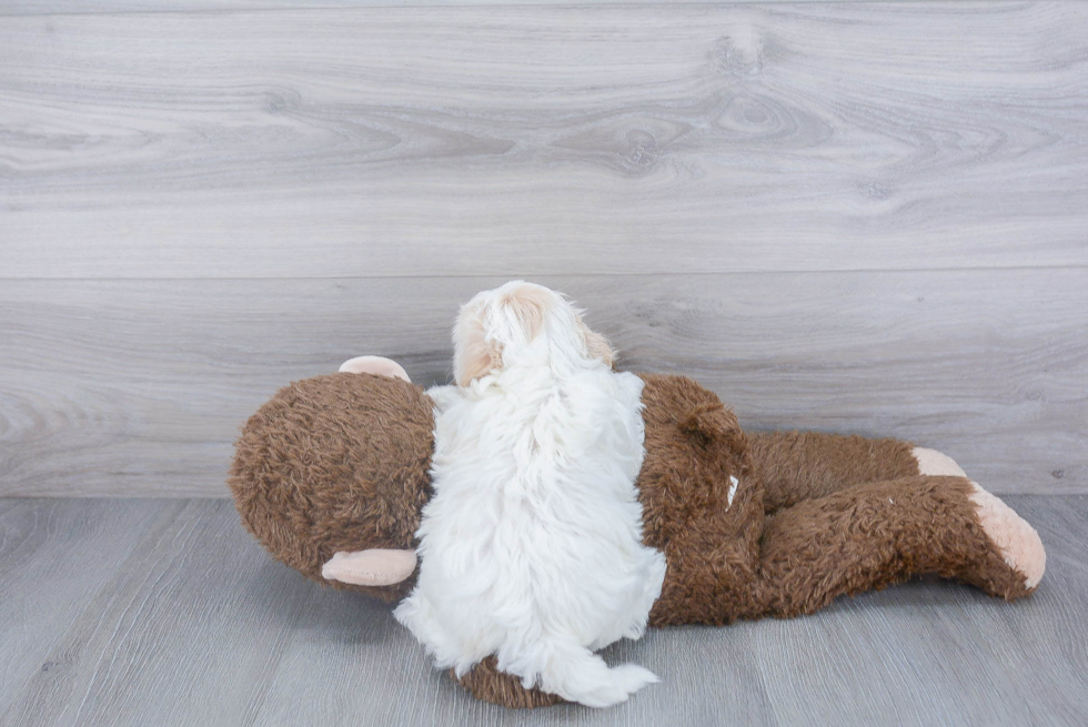 Maltipoo Pup Being Cute