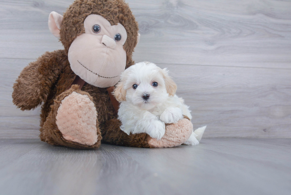 Funny Maltipoo Poodle Mix Pup