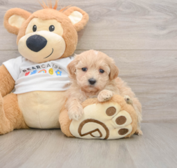 7 week old Maltipoo Puppy For Sale - Premier Pups