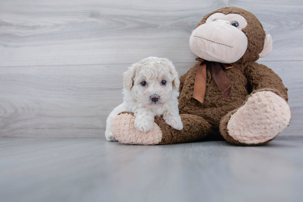 Maltipoo Puppy for Adoption