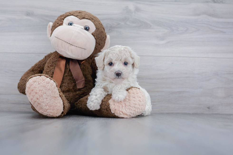 Maltipoo Puppy for Adoption