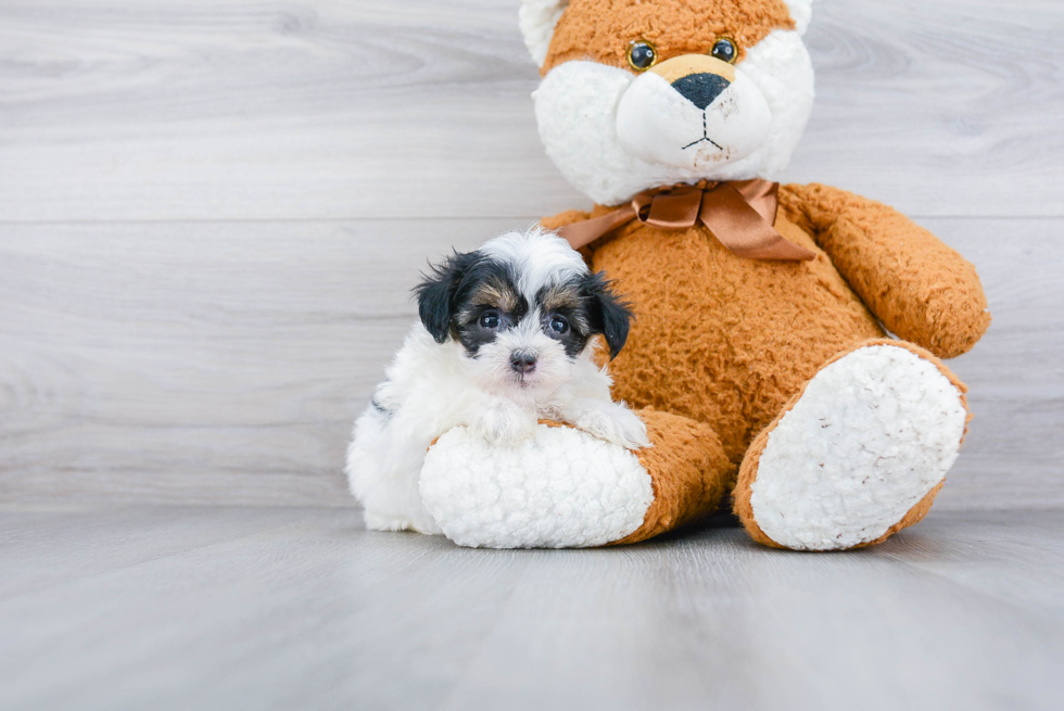 Maltipoo Pup Being Cute