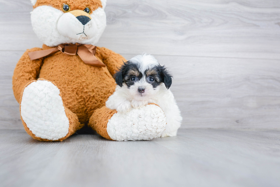 Smart Maltipoo Poodle Mix Pup