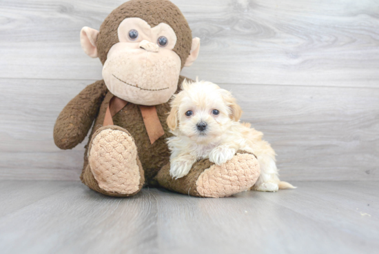 Best Maltipoo Baby