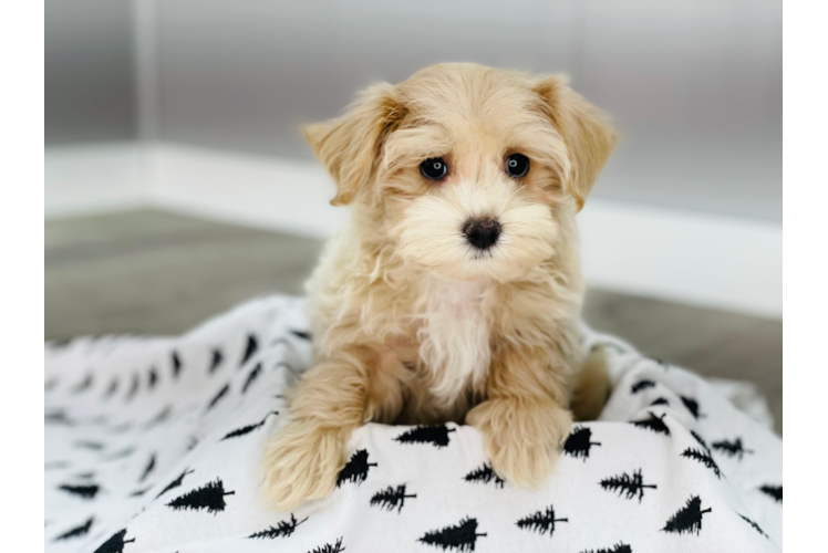 Energetic Maltepoo Poodle Mix Puppy