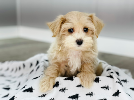 Energetic Maltepoo Poodle Mix Puppy