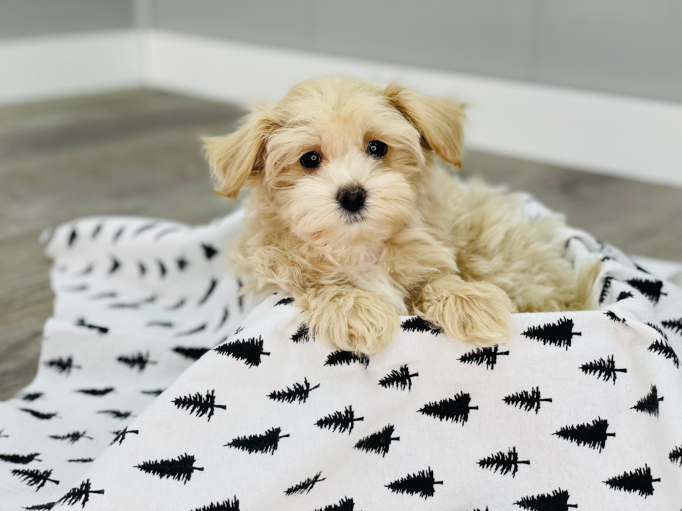 Playful Maltepoo Poodle Mix Puppy