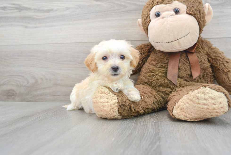 Best Maltipoo Baby