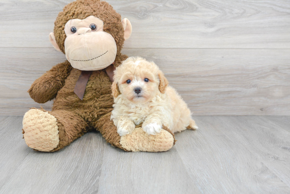 Maltipoo Puppy for Adoption