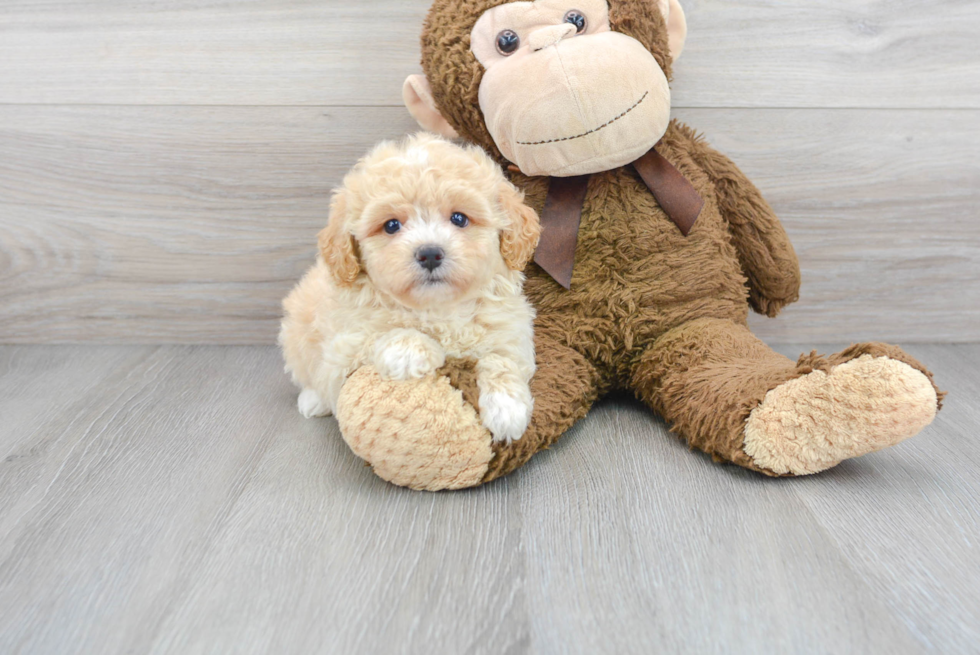 Best Maltipoo Baby