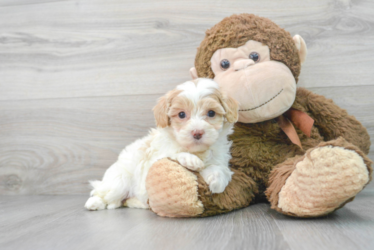 Maltipoo Puppy for Adoption