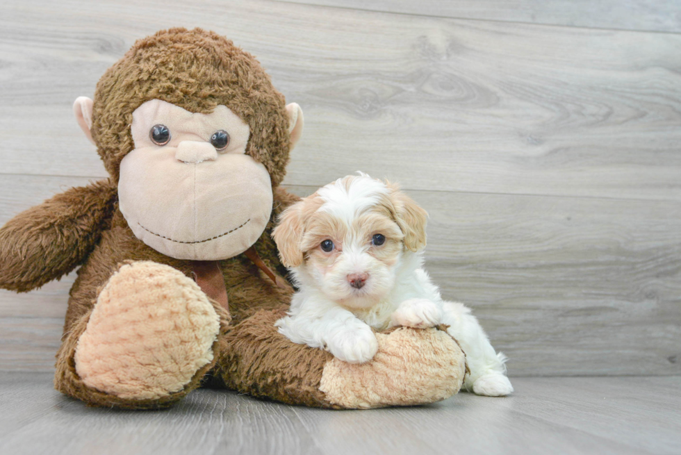 Petite Maltipoo Poodle Mix Pup