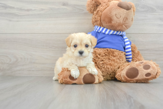 Sweet Maltipoo Baby