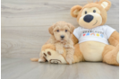 Best Maltipoo Baby