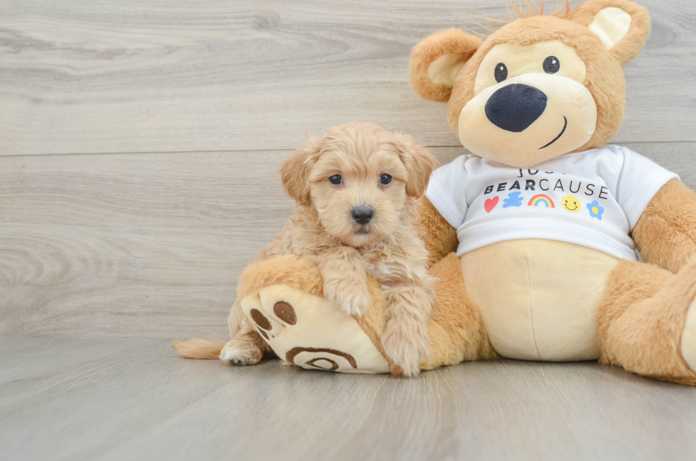 6 week old Maltipoo Puppy For Sale - Premier Pups