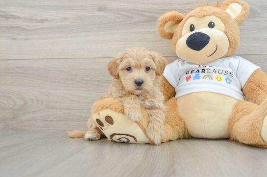 Best Maltipoo Baby