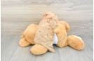 Friendly Maltipoo Baby