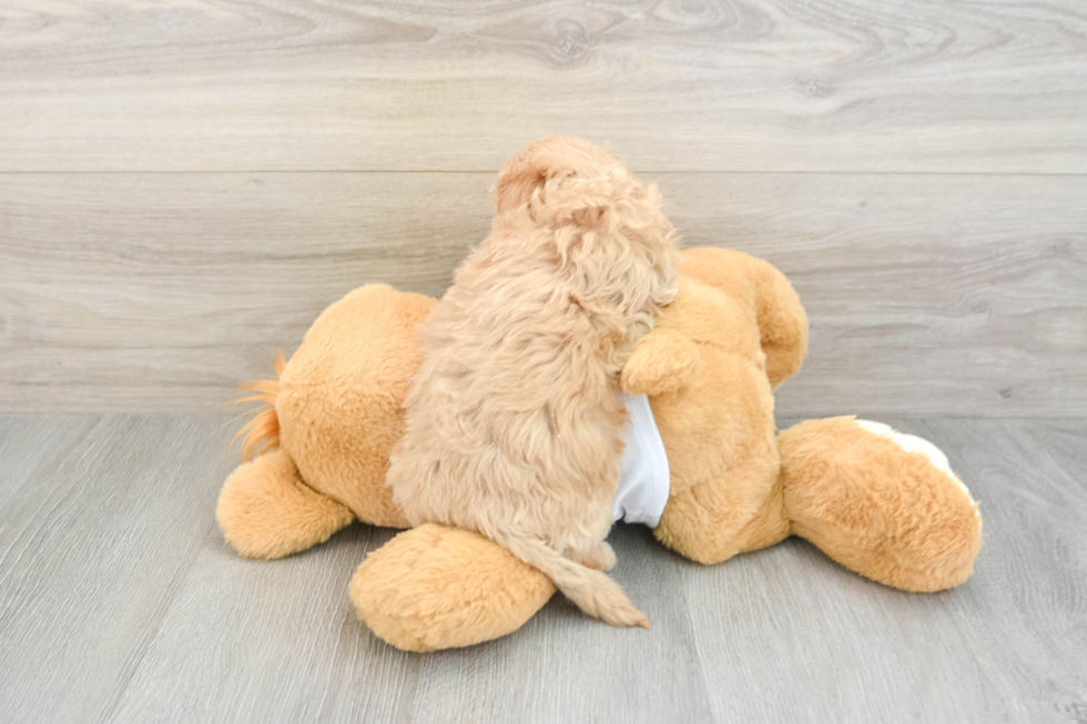 Friendly Maltipoo Baby