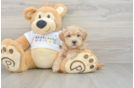 Best Maltipoo Baby