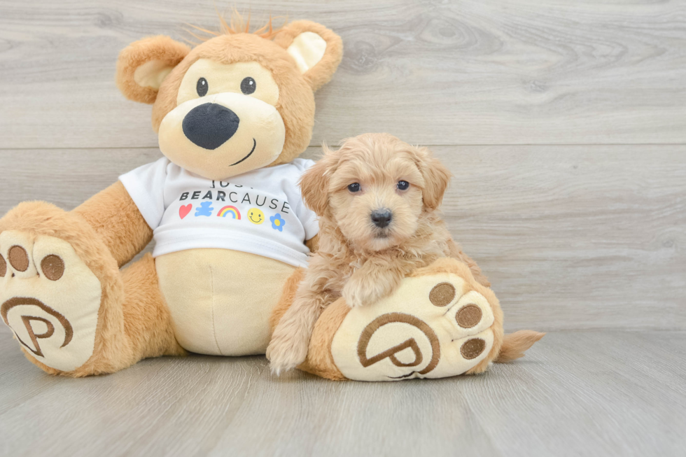 Best Maltipoo Baby