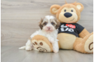 Playful Multipoo Poodle Mix Puppy