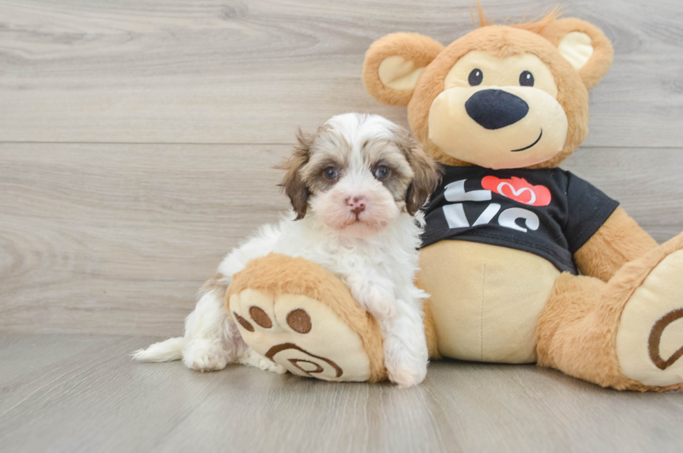 5 week old Maltipoo Puppy For Sale - Premier Pups