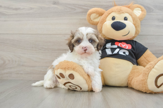 Playful Multipoo Poodle Mix Puppy